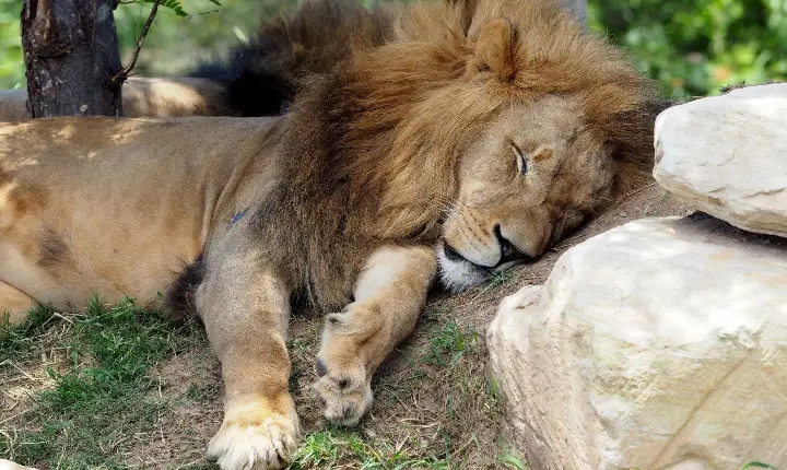 Arrecadação de imposto sobre dividendos desaponta governo nos primeiros meses