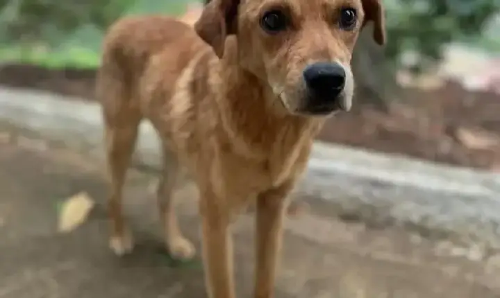 Cachorra abandonada gera alerta em Rio Branco do Ivaí