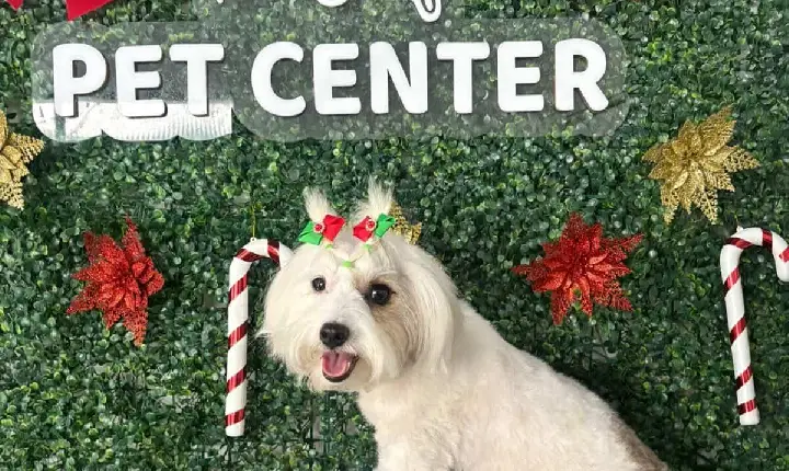 Cachorrinha maltês desaparece em Faxinal e preocupa familiares