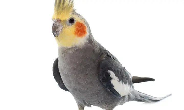 Calopsita some de casa em Faxinal e família procura