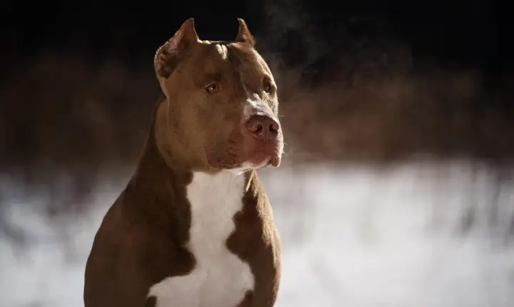 Idosa presa em casa por pitbulls agressivos em Apucarana