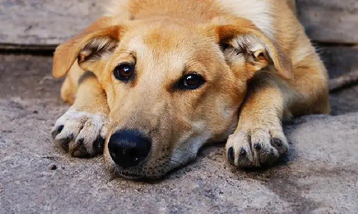 Moradora abandona cachorro em condomínio de Apucarana