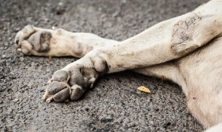 Motorista atropela cachorro e registra ocorrência em Faxinal