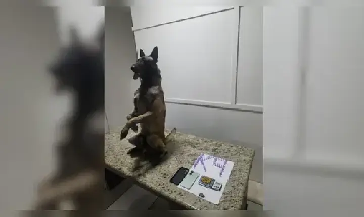 Polícia Militar apreende drogas às margens da BR-369 em Jandaia do Sul