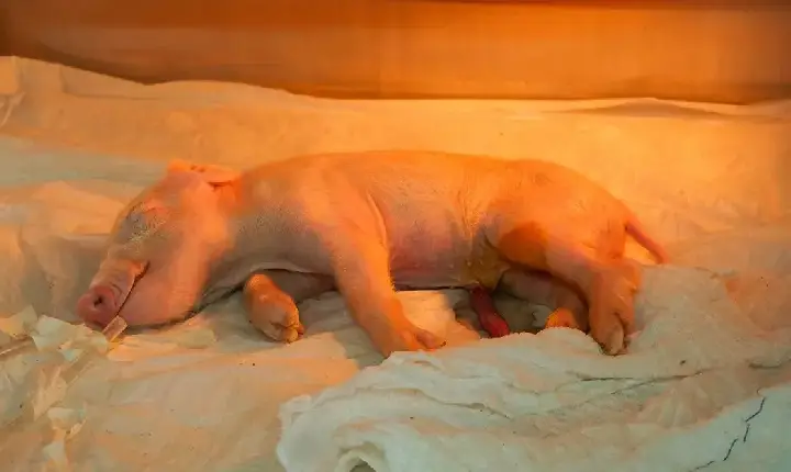 USP clona porco pela primeira vez na América Latina