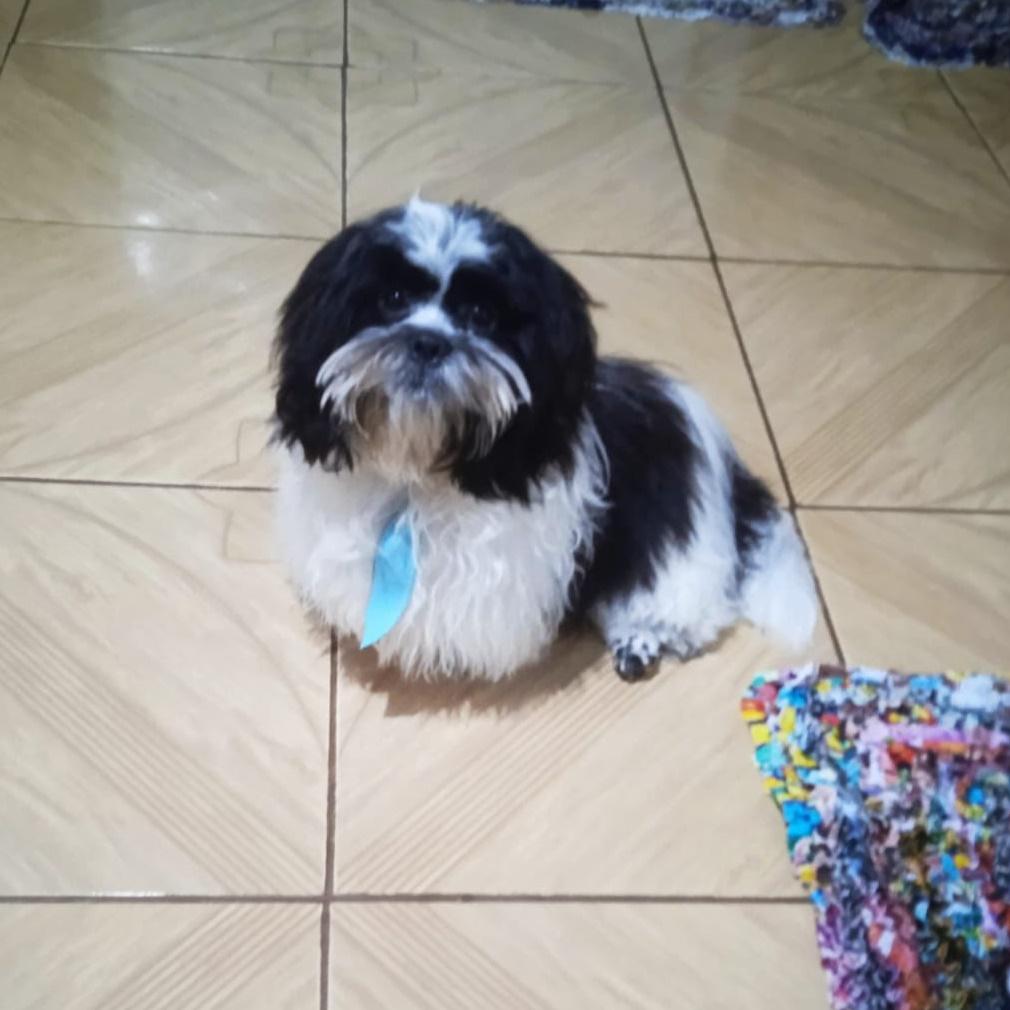 Cachorro está desaparecido nas Populares Novas em Faxinal