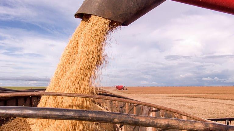 Soja despenca no mercado internacional e assusta agricultores brasileiros