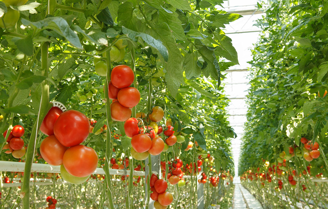 Virose devasta lavouras de tomate em Faxinal e ameaça produção regional