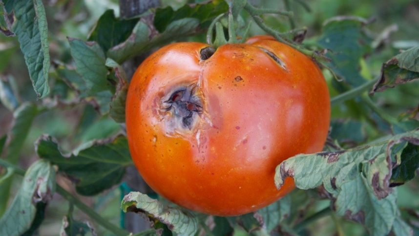 Surto de vírus em tomateiros causa prejuízos milionários em Faxinal, mas não deve se espalhar