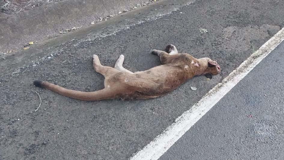 Onça-parda é encontrada morta na Rodovia do Milho