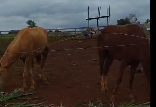 Polícia Civil de Faxinal recupera cavalos furtados na Vila Nova