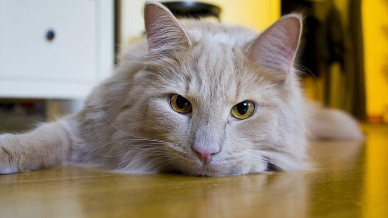 Gato encontrado morto com suspeita de envenenamento em Ivaiporã