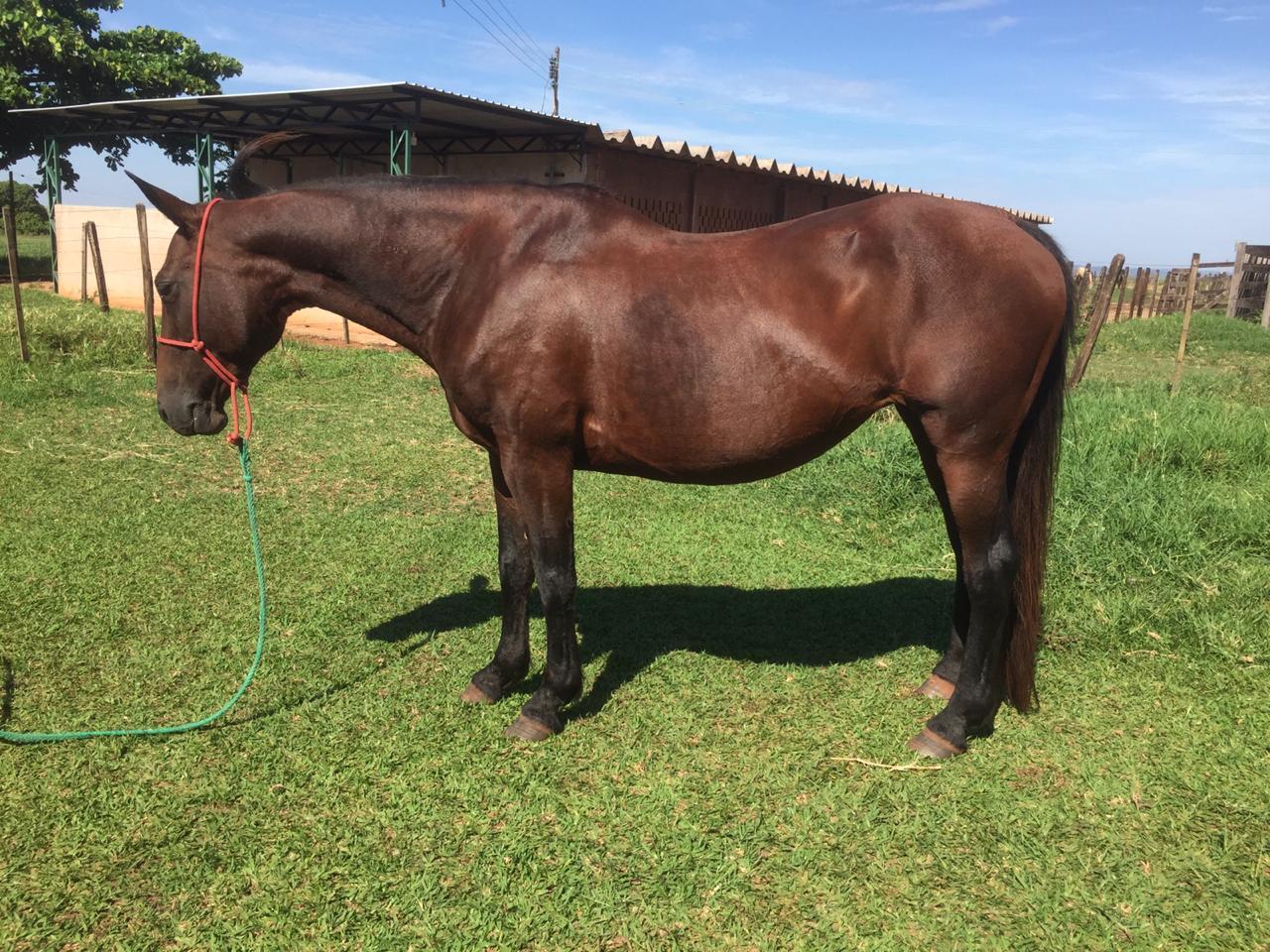 Homem é flagrado com égua furtada em São Pedro do Ivaí