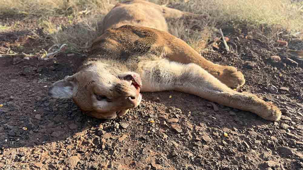 Onça-parda é atropelada na PR-082 em São João do Ivaí