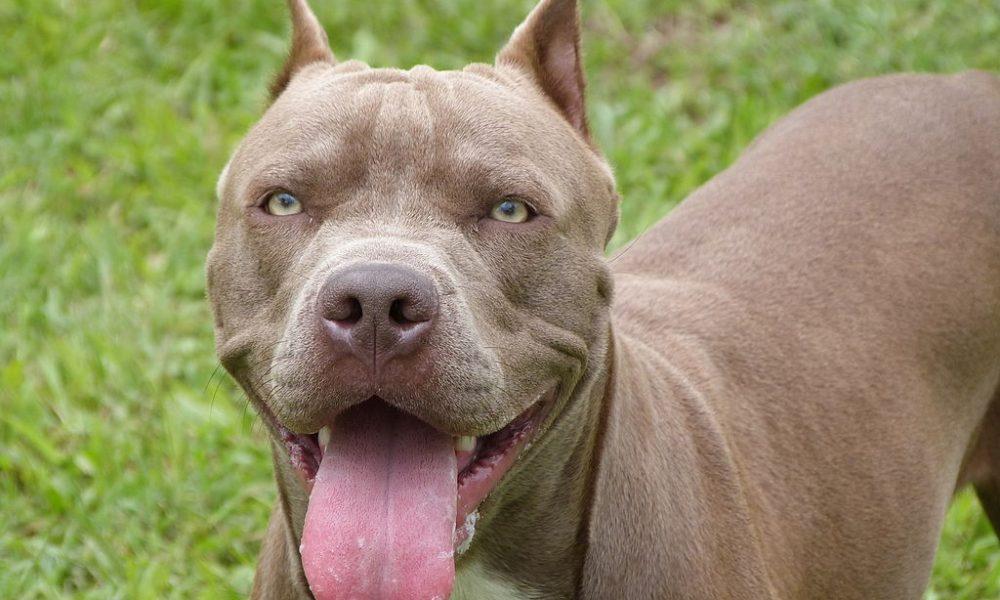 Cão pitbull agressivo ataca outro cachorro em Ivaiporã