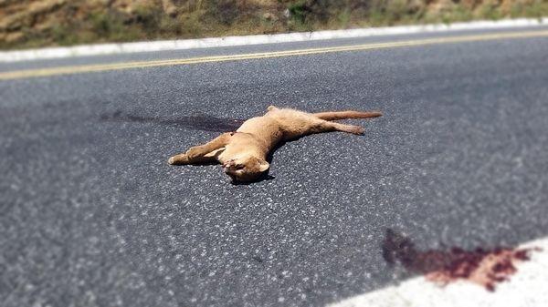 Gato de estimação é atropelado e morto em Faxinal e motorista foge sem prestar socorro em Faxinal