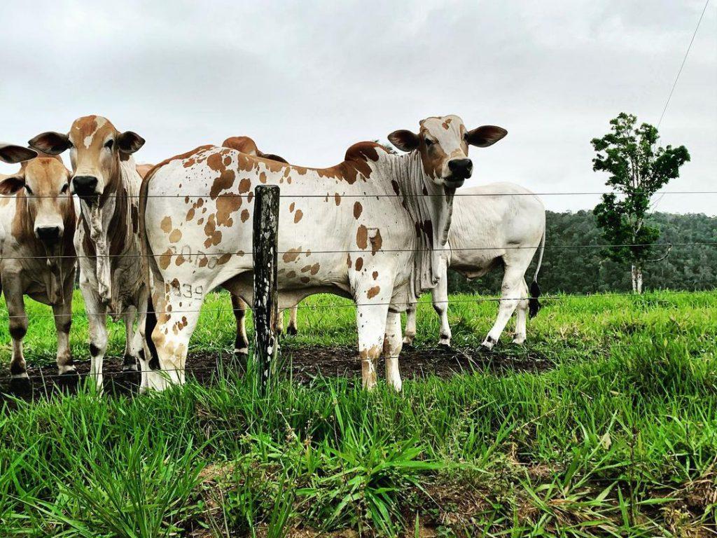 Polícia investiga furto de gado em Califórnia