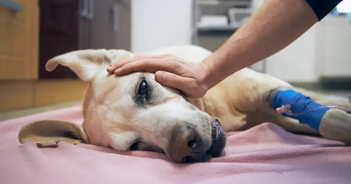 Suspeita de envenenamento de animais causa preocupação em Jandaia do Sul