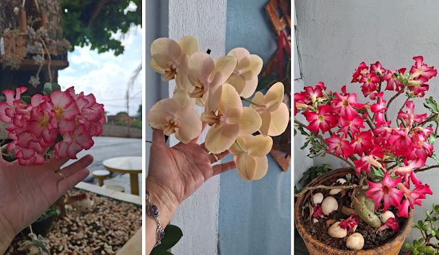 Bandidos tem furtado plantas ornamentais em Borrazópolis