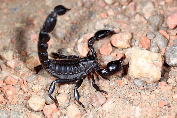 Faxinal em alerta contra escorpiões: Casos aumentam com o calor