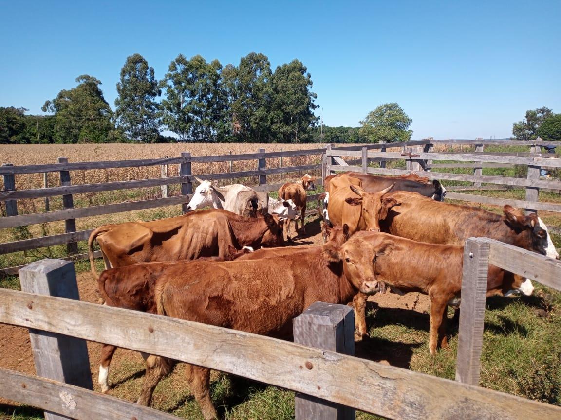 Vaca é encontrada morta com cortes em partes nobres em Jardim Alegre