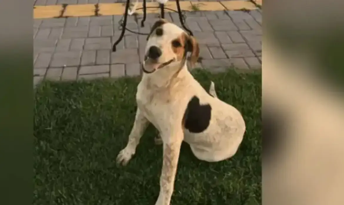 Cachorro comunitário Abacate é morto a tiros em Toledo