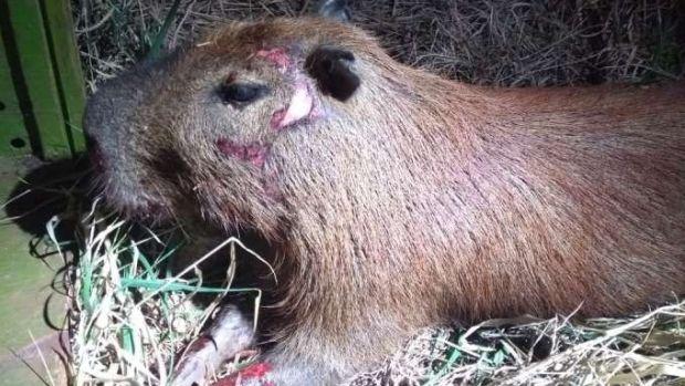 Equipe de Guarda Civil remove capivara atropelada em Apucarana
