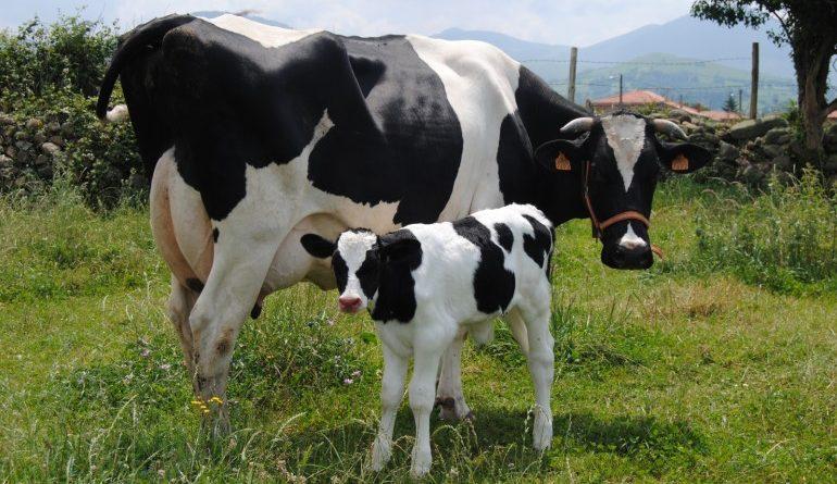 Idoso de 88 anos registra furto de bezerro em propriedade rural de Cambira