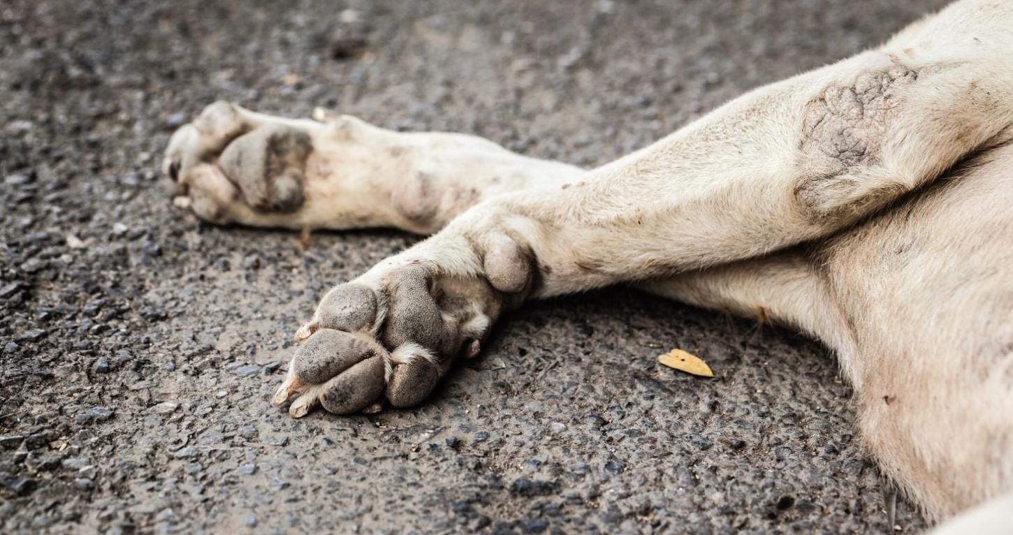 Motorista atropela cachorro e foge em Ivaiporã