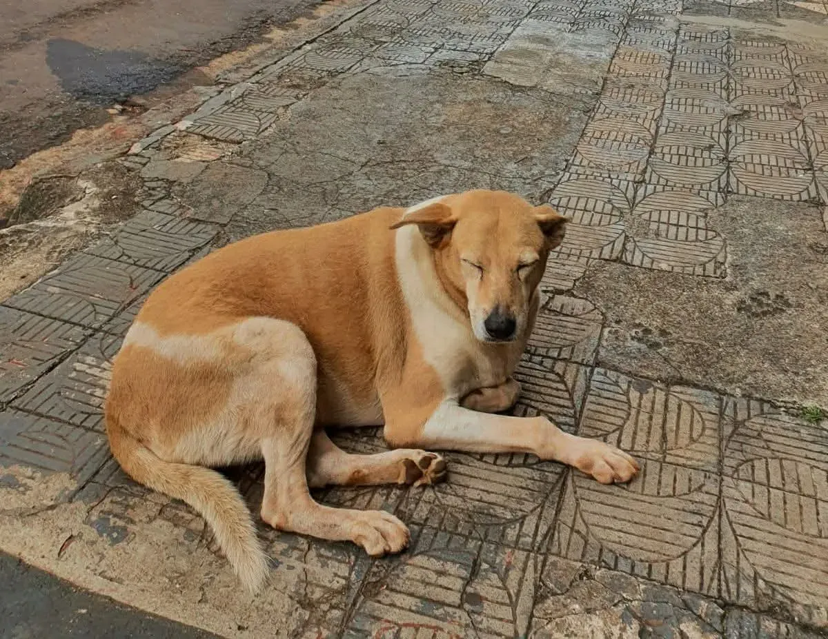 Polícia Civil do Paraná pede ajuda para identificar motorista que atropelou cachorra em Ivaiporã