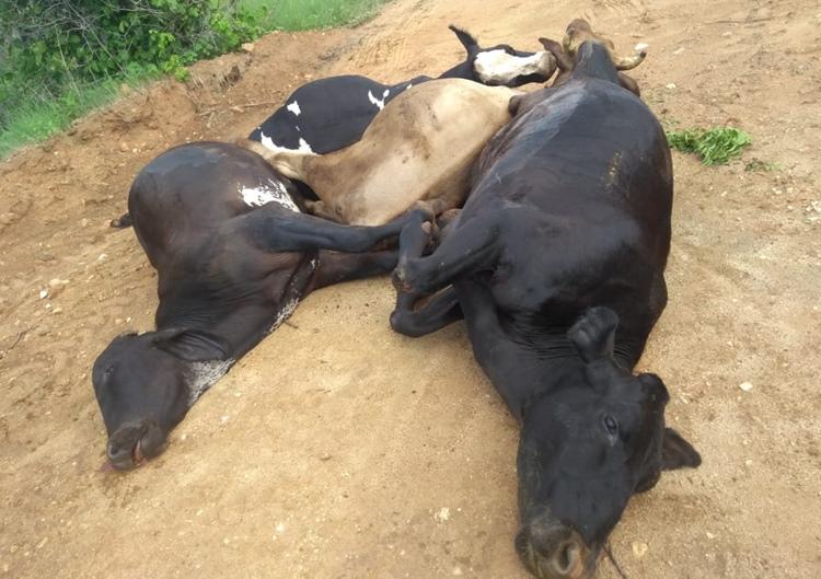 Raio mata 5 bovinos em Ivaiporã