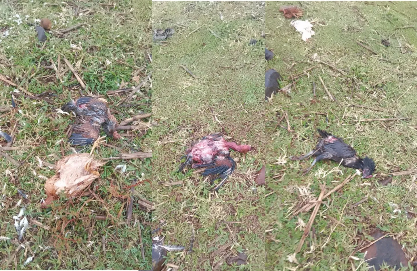 Ataques matam galinhas em Ivaiporã e Borrazópolis