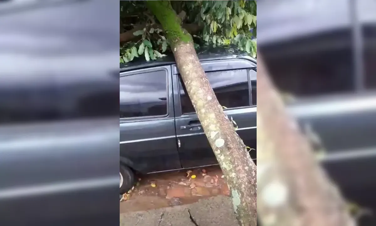 Chuva forte e vento causam queda de árvores em Rosário do Ivaí