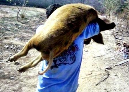 Furto de suíno em chácara de Cambira: idosa de 76 anos tem animal abatido e levado na calada da noite