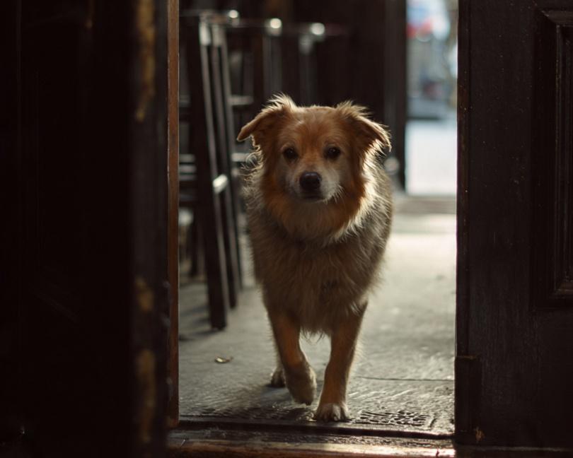 Mulher denuncia injúria após discussão por cachorro em bar de Ribeirão Bonito