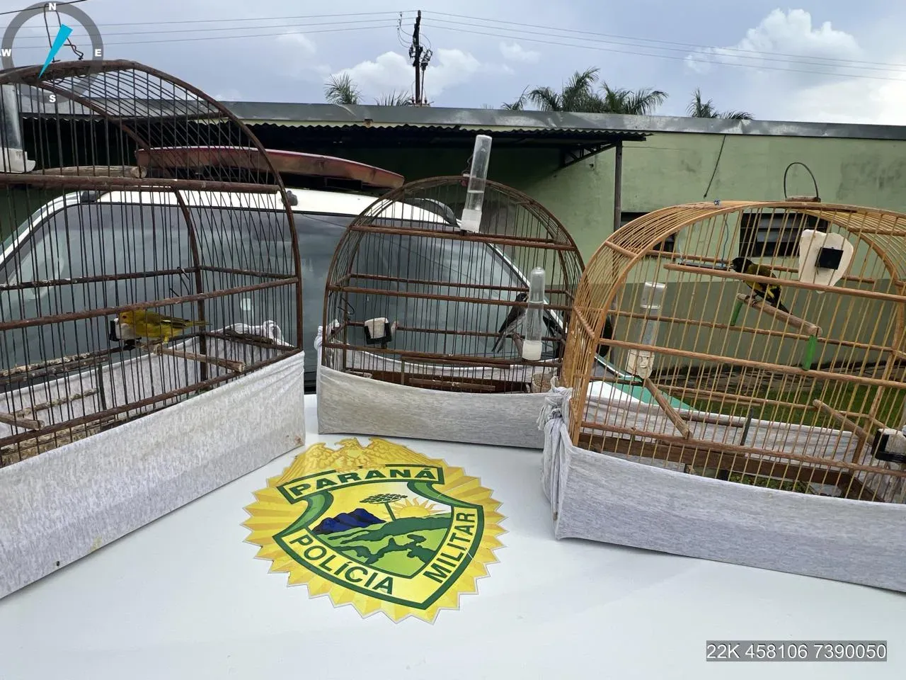 Polícia Ambiental apreende aves silvestres em cativeiro ilegal em Apucarana