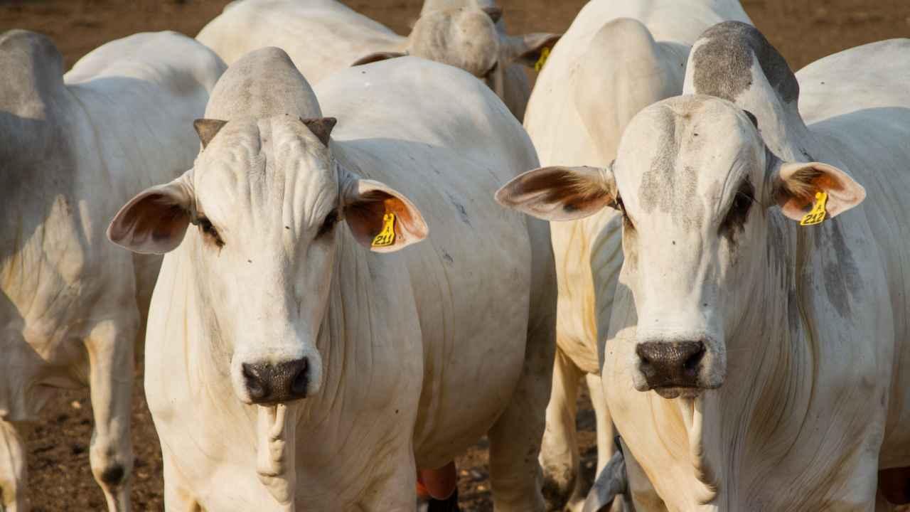 Polícia Civil recupera 27 cabeças de gado furtadas em Iguaraçu e prende suspeito em Rosário do Ivaí
