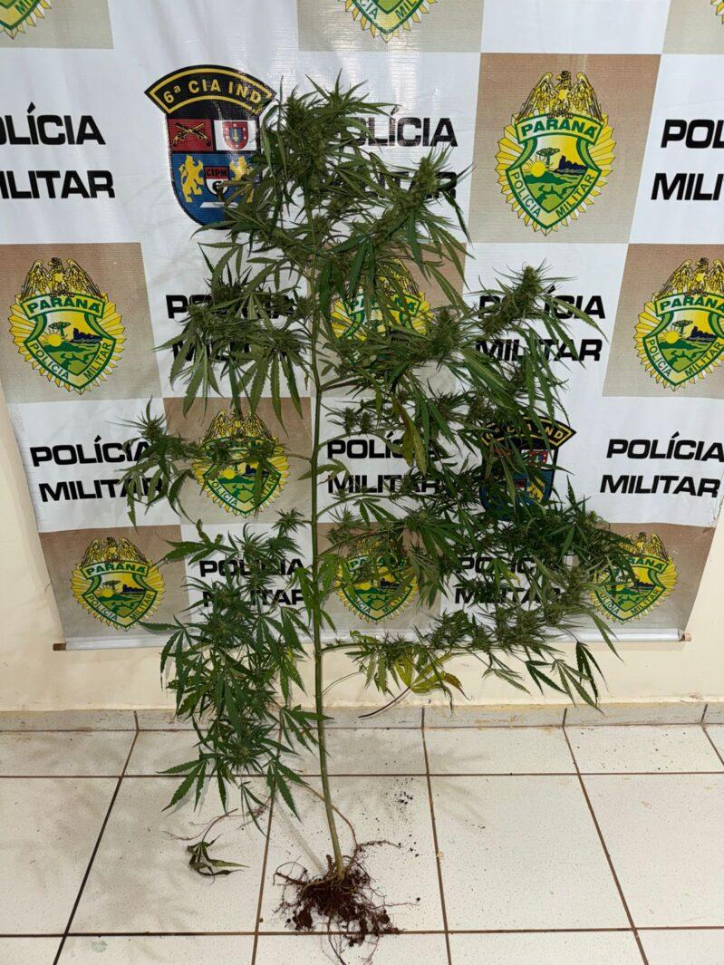 Polícia Militar apreende planta de maconha em residência de Faxinal