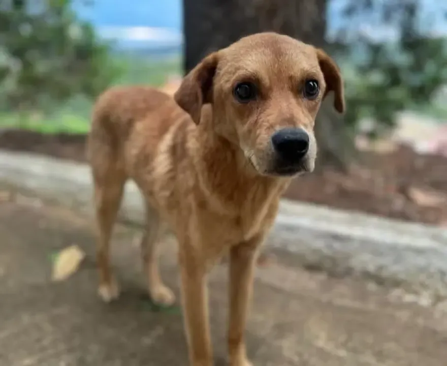Cachorra abandonada gera alerta em Rio Branco do Ivaí