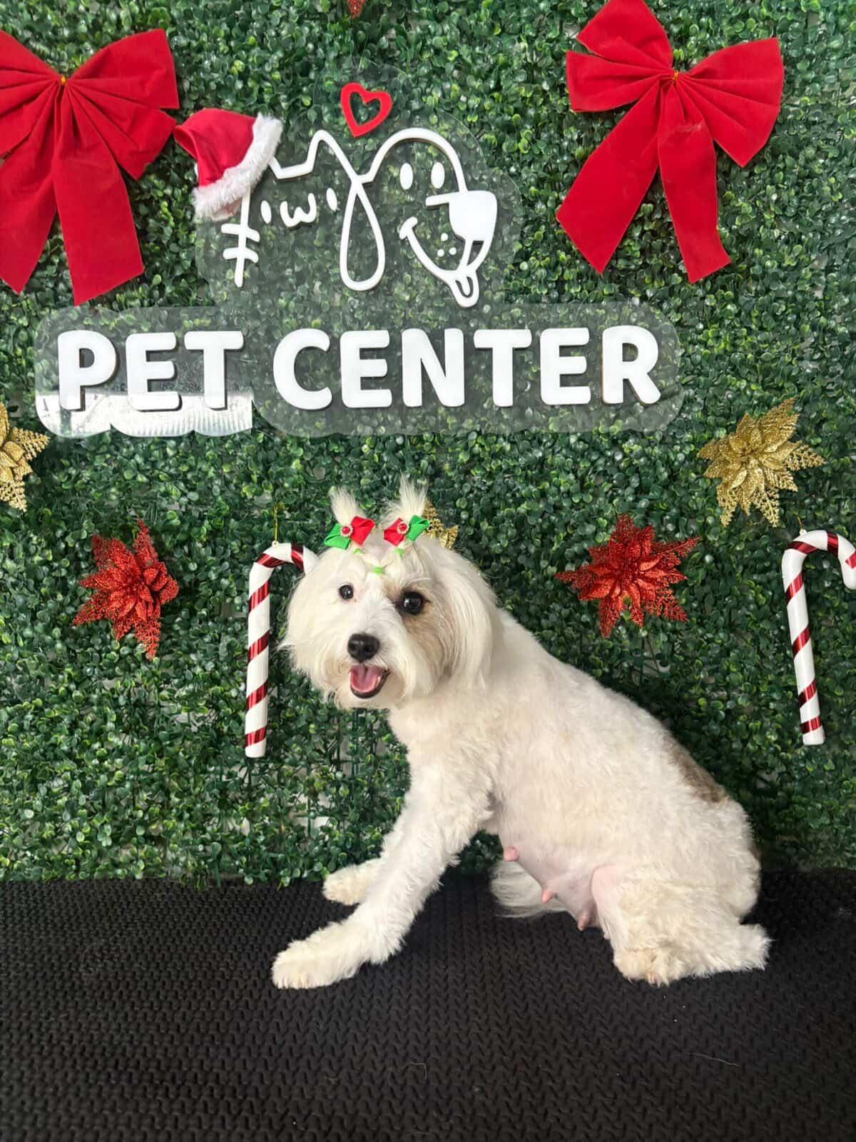 Cachorrinha maltês desaparece em Faxinal e preocupa familiares