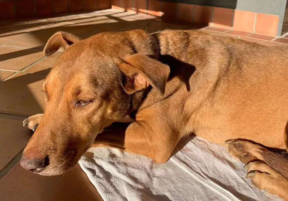 Homem é preso suspeito de abuso sexual contra cadela em Ortigueira