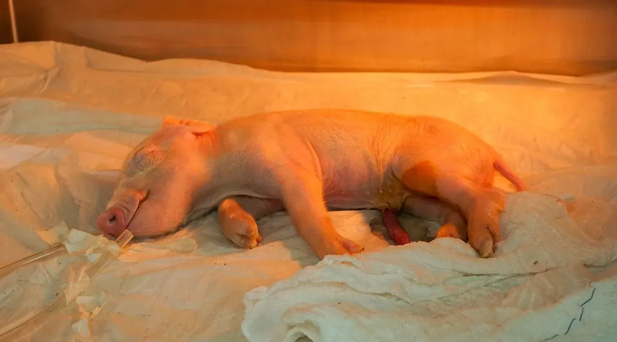 USP clona porco pela primeira vez na América Latina