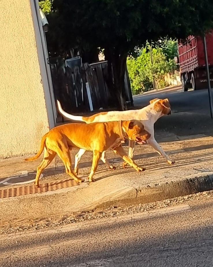 Moradores de Faxinal relatam ataques de cachorros no Jardim Santa Helena