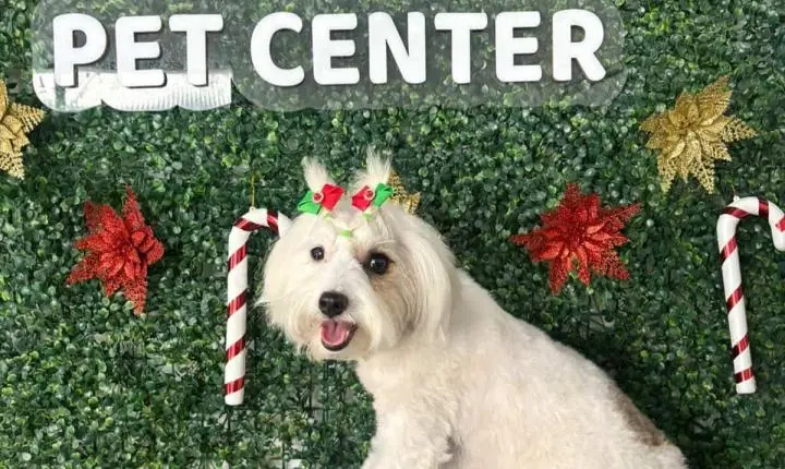 Cachorrinha maltês desaparece em Faxinal e preocupa familiares