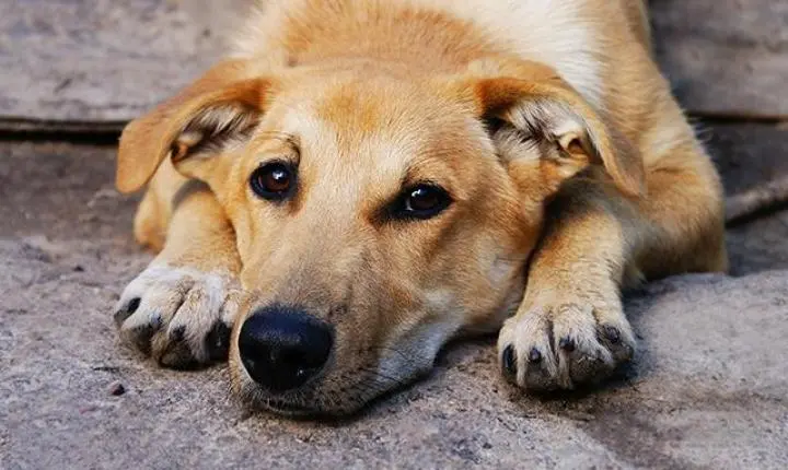 Moradora abandona cachorro em condomínio de Apucarana