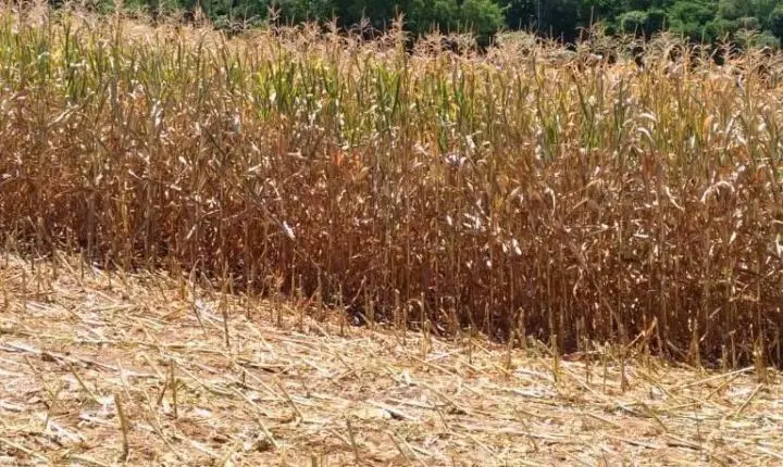 Moradora registra ocorrência por danos causados por porcos de vizinho em Rio Branco do Ivaí