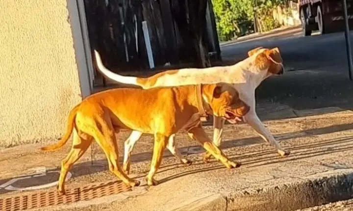 Moradores de Faxinal relatam ataques de cachorros no Jardim Santa Helena